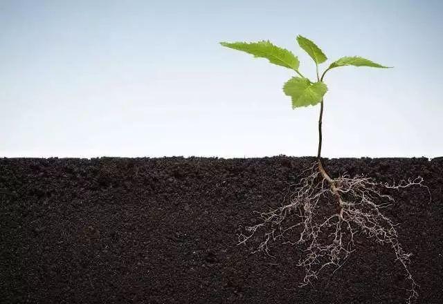 植物根系分析儀對農(nóng)業(yè)生產(chǎn)有幫助嗎？