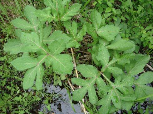 植物葉面積測定儀有什么作用？