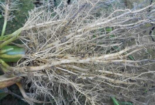 植物根系分析儀，選擇山東云唐如何？