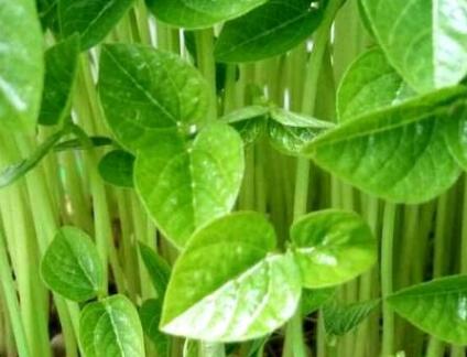 植物營(yíng)養(yǎng)測(cè)定儀快速判斷氮肥含量