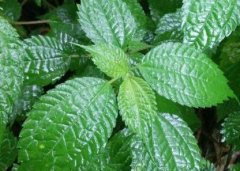 植物葉面積儀“精細化農(nóng)業(yè)”中的作用！