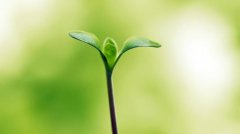 植物根系分析儀的作用是什么呢？