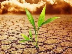 葉面積測(cè)定儀會(huì)不會(huì)破壞植物葉片？