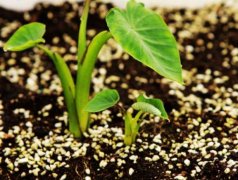 手持葉綠素檢測儀的使用方法是什么？